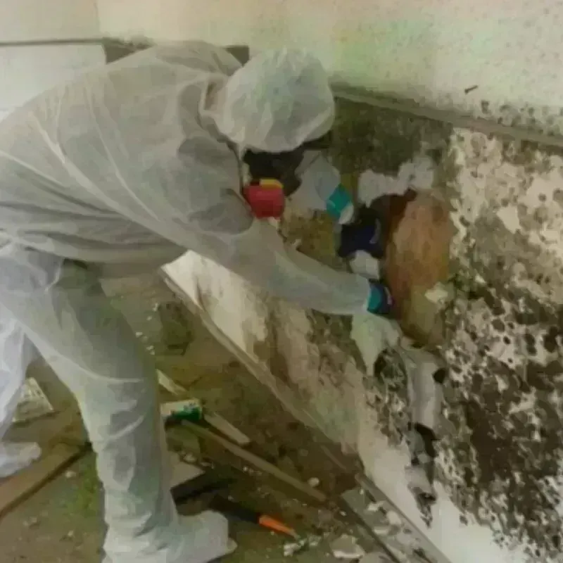 Mold Remediation and Removal in Louisa County, VA